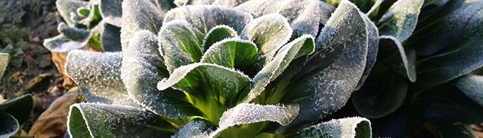 为什么说“霜打的青菜分外甜”?