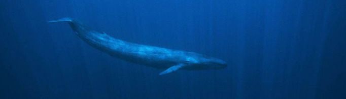 为什么深海动物长得特别大?