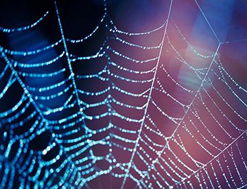 蜘蛛网的形状都一样吗?