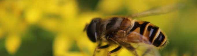 自然选择说是指什么?