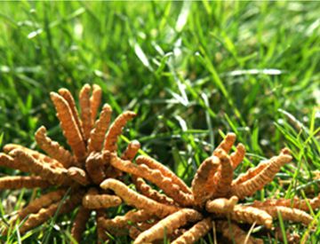 冬虫夏草真的是神药吗？