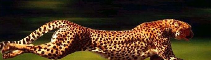 为什么猎豹是快跑冠军，捕食成功率却很低？