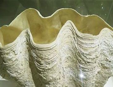 世界上最大的双壳贝是什么？