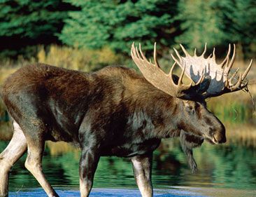 世界上体型最庞大的鹿种是什么？