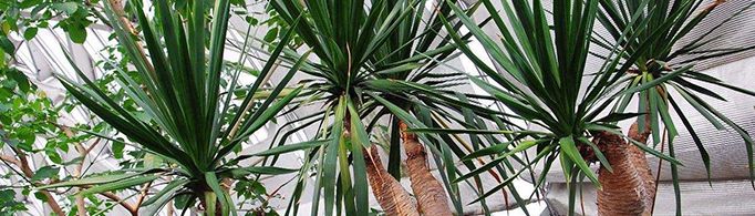 龙血树为什么会流血？