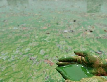 世界上最早出现的绿色植物是什么？