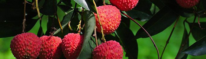 为什么食用荔枝后可能被查出酒驾？