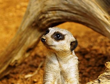 狐和狸是同一种动物吗？