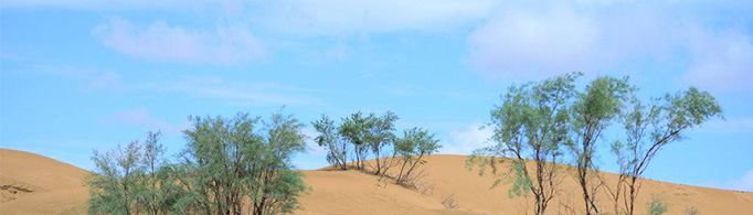 干旱环境中植物是如何生存的？