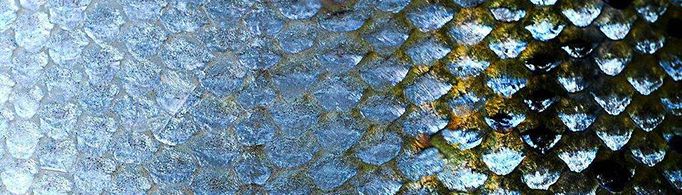 鱼鳞是怎么记载鱼的年龄的？