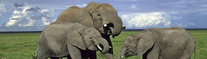 为什么大象不容易得癌症？