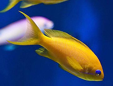 淡水鱼能在海里生活吗？