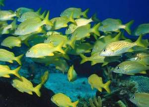 鱼贯而出的贯是什么意思？