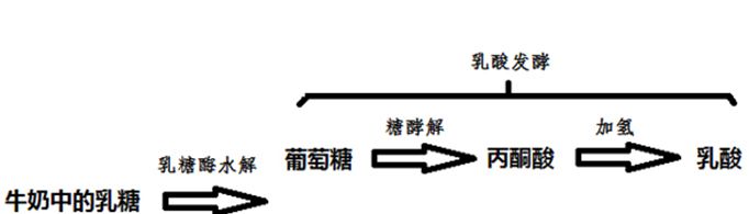 牛奶为什么会发酵变成酸奶？