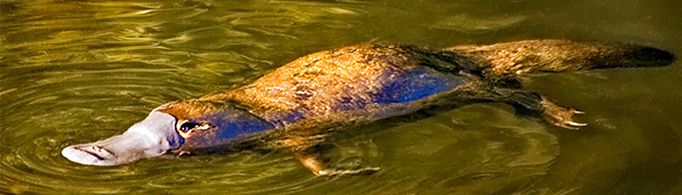 澳大利亚为什么会有这么多古老的动物？