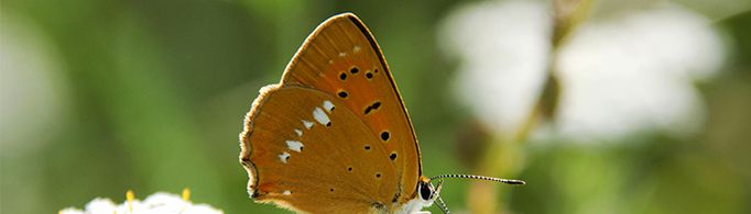 蛾类和蝶类有什么区别？