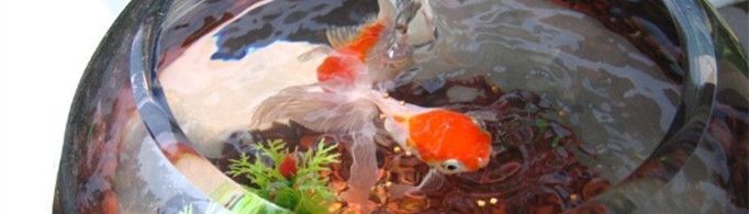 养鱼是什么梗？