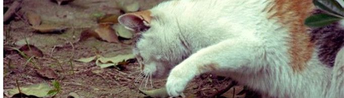 猫为什么不怕毒蛇?