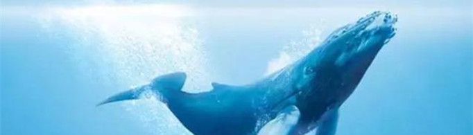 52hz代表什么意思?