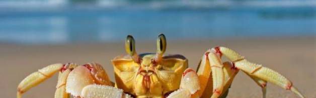 吃螃蟹的禁忌,不能同吃什么水果?