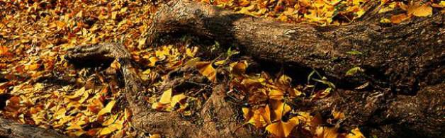 “树高百尺，叶落归根”是什么意思？