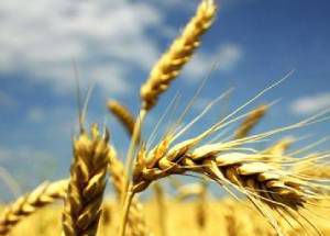 “秋分早霜降迟”下一句是什么？