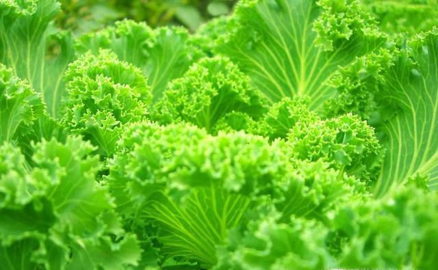 青菜的挑选技巧