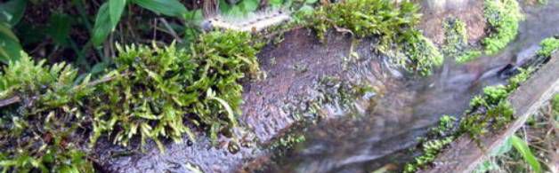 水笕的意思是什么?