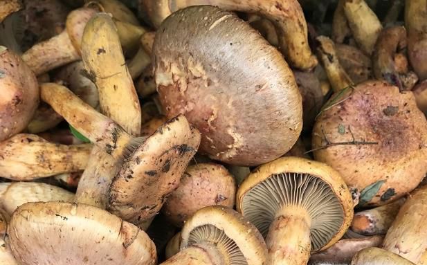 如何辨别真假红蘑菇