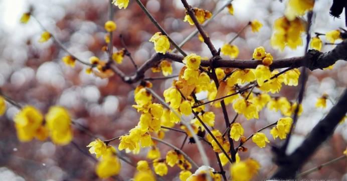 一年12个月都开什么花