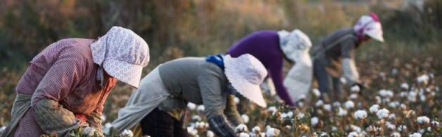 新疆摘棉花是什么梗?