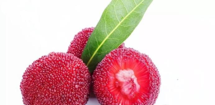 杨梅里的虫子可以放心吃还能提高抵抗力？