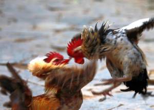 “再接再厉”和“再接再励”哪个正确？