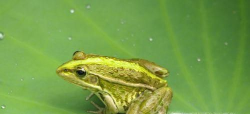 怎么钓青蛙?