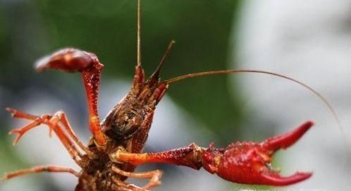 怎么钓龙虾?