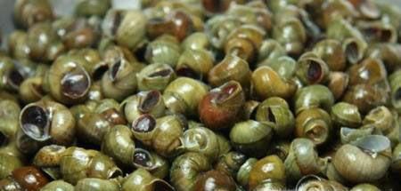 怎么到河边摸螺蛳?