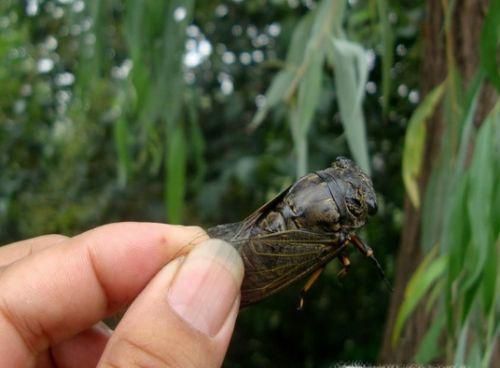 怎么捉知了?