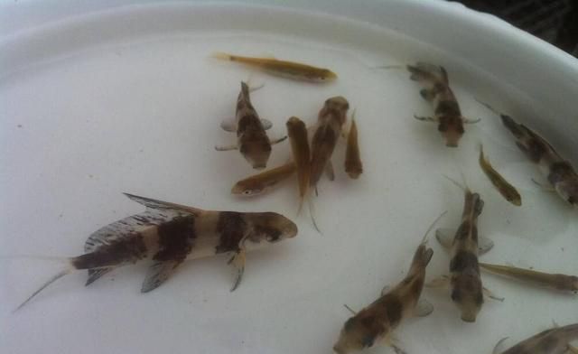 胭脂鱼是几级保护动物?