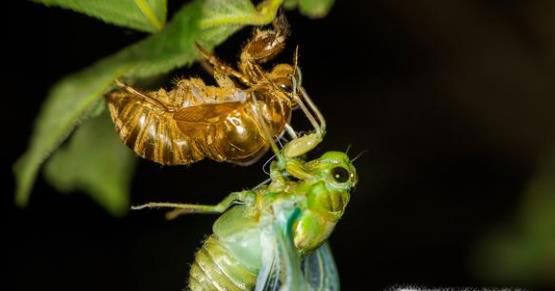 蝉的一生，蝉是如何繁衍的