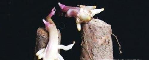 铁棍山药发芽能吃吗？铁棍山药发芽有毒吗？