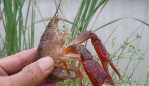 钓龙虾的方法和窍门