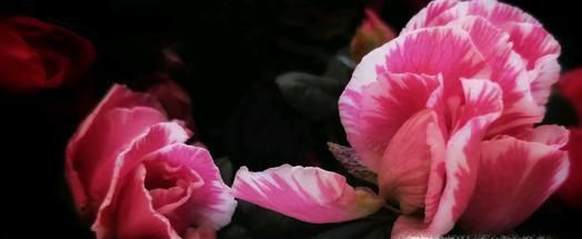 各种花的花语是什么