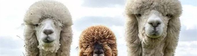 羊驼为什么吐口水?