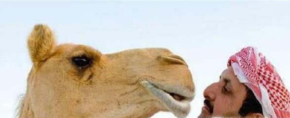 骆驼奶的副作用是什么?长期喝骆驼奶有什么危害