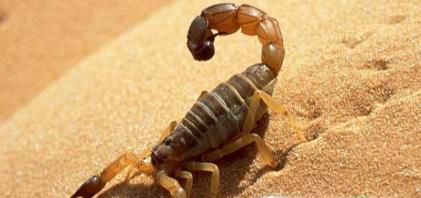 被蝎子蛰了怎么办?