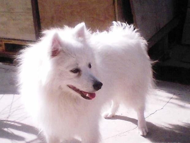 如何快递宠物?宠物怎么快递?快递宠物会死吗?