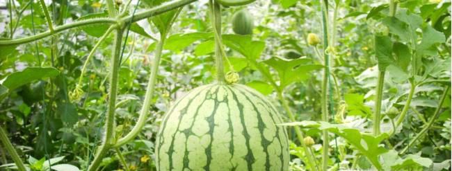 挑选西瓜的方法,怎么挑选西瓜