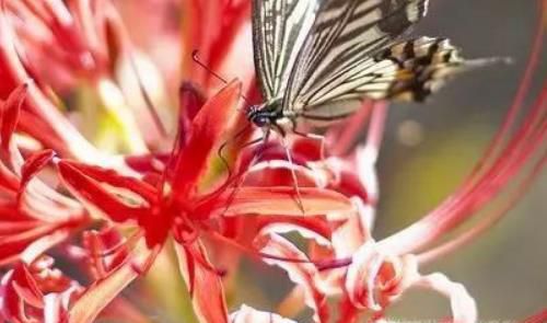 彼岸花的故事是什么