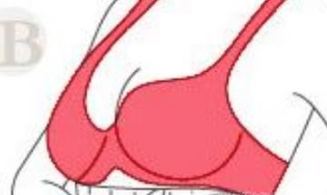 胸罩罩杯大小怎么区分？