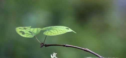 二十四节气之寒露